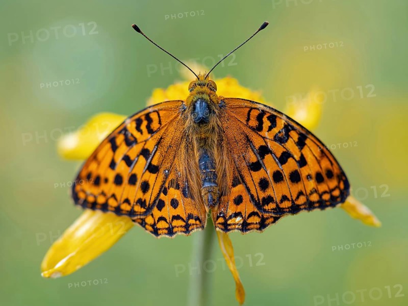 High brown fritillary (Argynnis adippe), High brown fritillary, butterfly, insect, Black Forest, Feldberg region, Baden-Württemberg, Germany