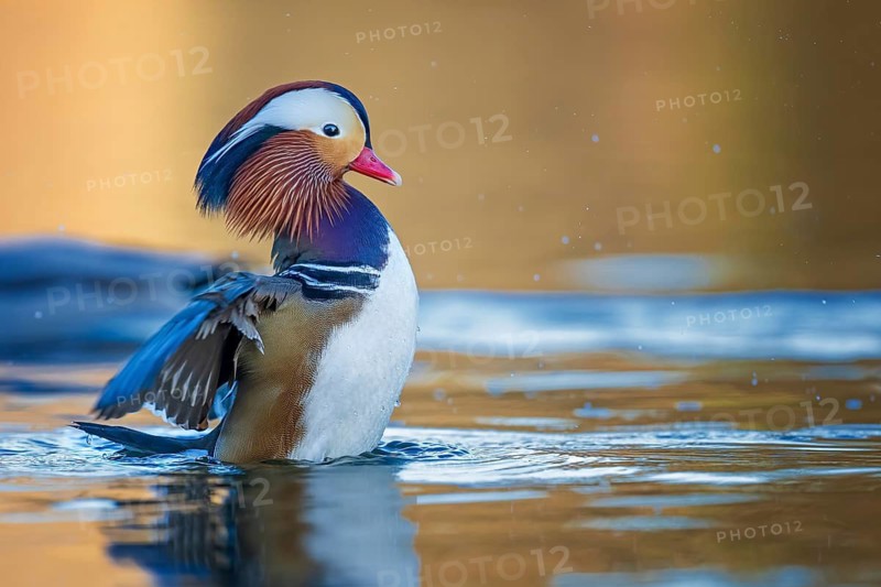 Mandarin Duck (Aix galericulata) male, Saxony-Anhalt, Germany