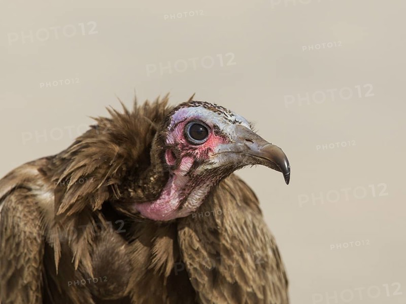 Hooded Vulture (Necrosyrtes monachus), Gambia