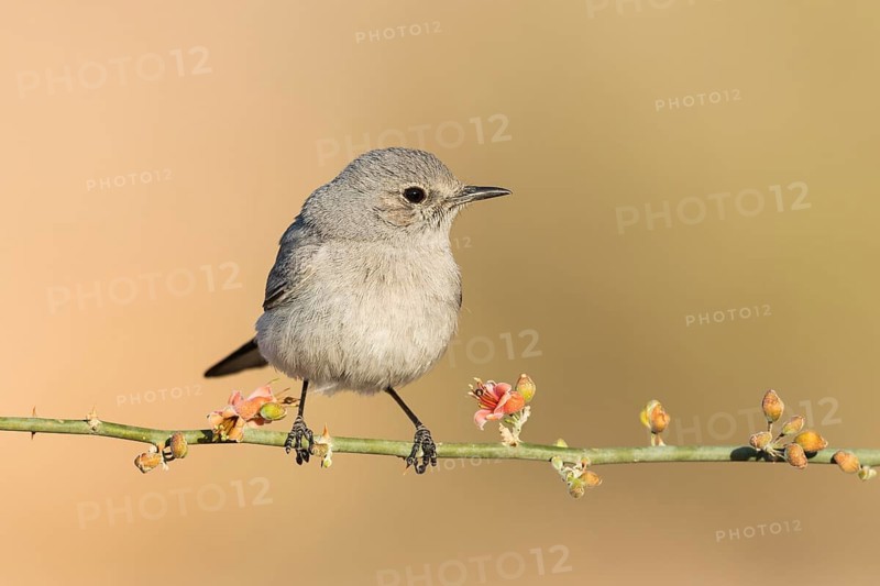 Blackstart (Oenanthe melanura) perched on a branch, Eilat, Israel