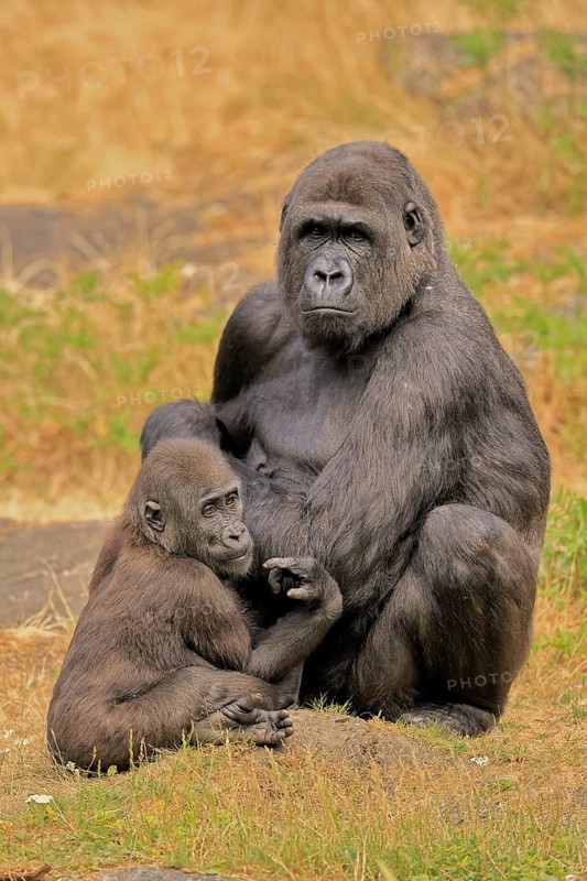 Western gorilla (Gorilla gorilla), adult, female, with young, sitting, on ground