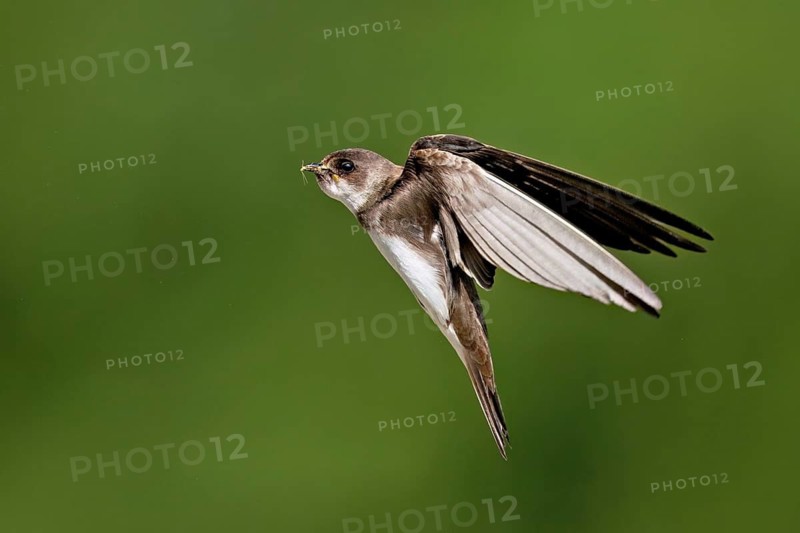 Sand martin (Riparia riparia), in flight with food in its beak, Reussegg nature reserve, Canton Aargau, Switzerland
