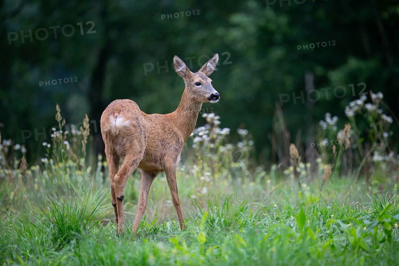 Roe deer (Capreolus capreolus) at attention in a forest clearing, Tyrol, Austria