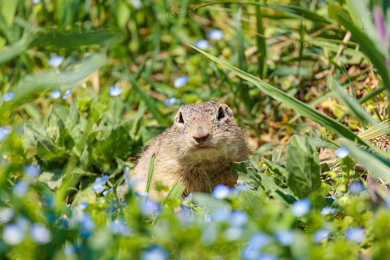 A fully grown ground squirrel (Spermophilus citellus) rests on a sunny day in a green meadow with tall vegetation. Austria