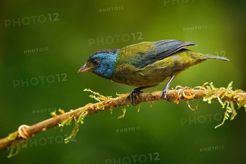 Moss-backed tanager, Bangsia edwardsi, tropic bird sitting on the moss branch in the na nature habitat, Mindo in Ecuador. Blue black tanager in the jungle forest. Birdwatching in South America
