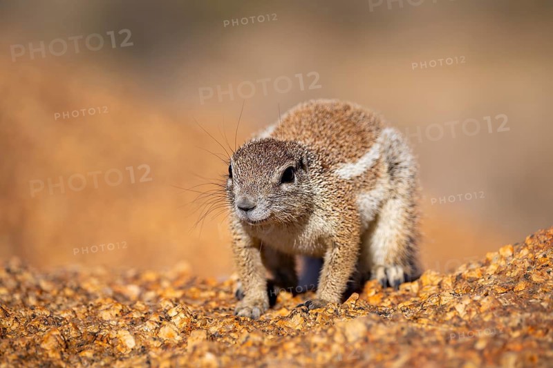 Cape ground squirrel (Xerus inauris), Pontok-Berge, Spitzkoppe, Große Spitzkuppe Nature Reserve, Namibia