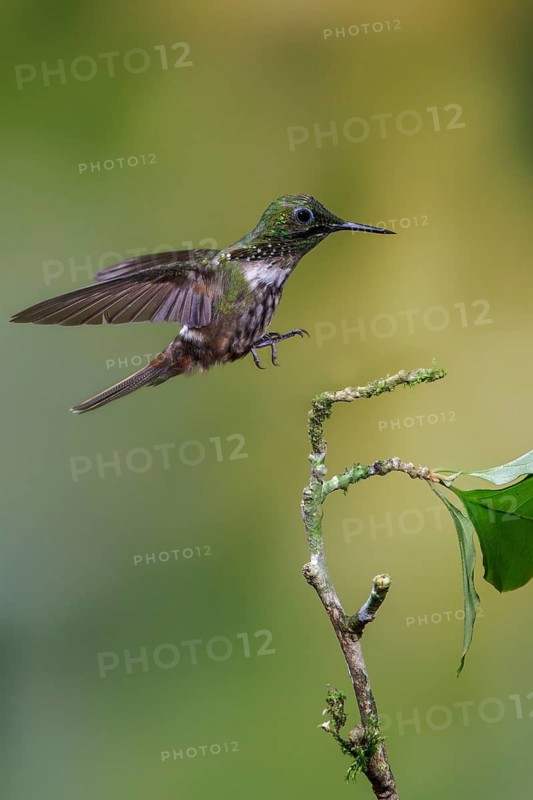 Festive Coquette (Lophornis chalybeus) flying and feeding at a flower in the Atlantic rainforest of southeast Brazil