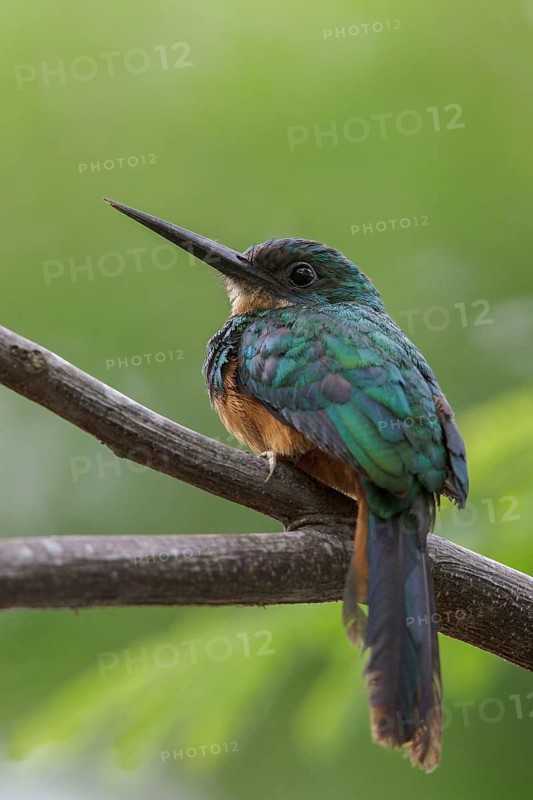 Rufous-tailed Jacamar (Galbula ruficauda) perched on a branch in the Atlantic rainforest of southeast Brazil