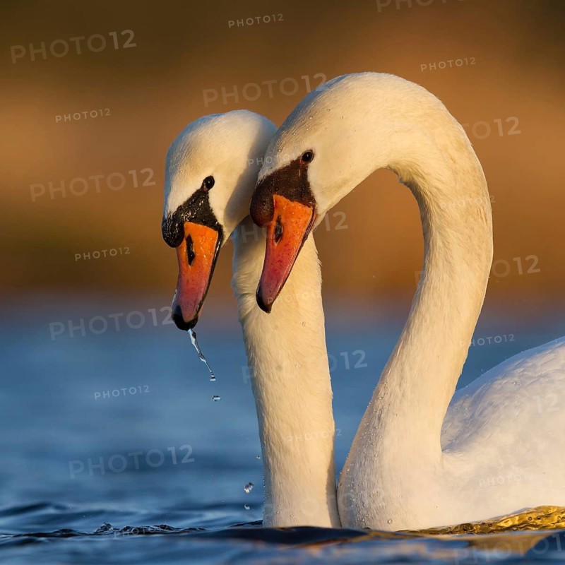 Mute Swan (Cygnus olor) pair courting, Utrecht, Netherlands