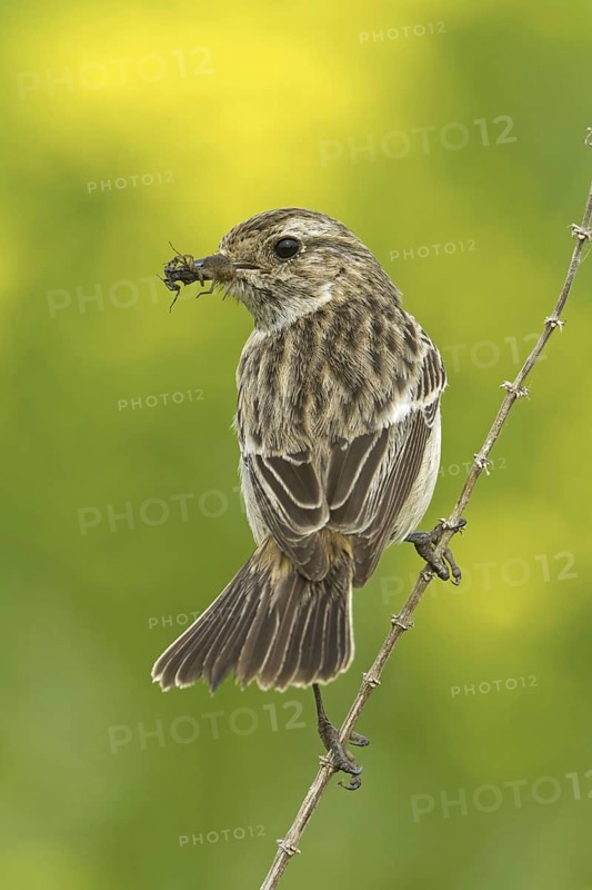 European Stonechat (Saxicola rubicola) female, Rhineland-Palatinate, Germany