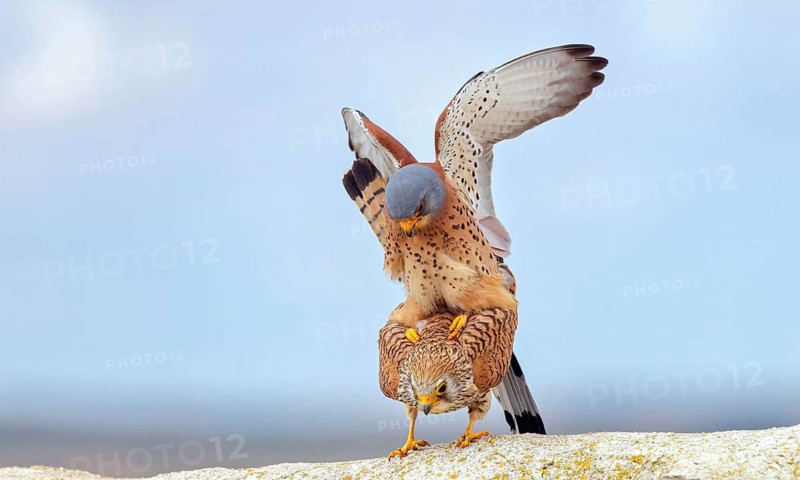 Kestrel, (Falco tinnunculus), falcon family, falcons, copula, mating, rooftop, frontal, Hides de El Taray Lesser Kestr, Villafranca de los Caballeros, Castilla La Mancha Toledo, Spain