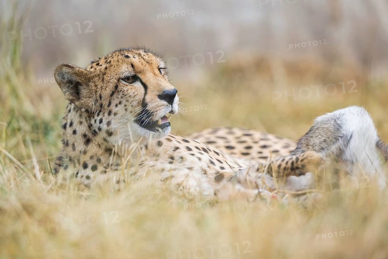 Cheetah (Acinonyx jubatus) lying in the grass, captive, occurrence Africa