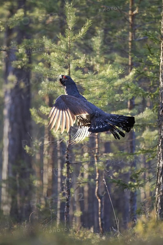 Western Capercaillie (Tetrao urogallus) male flying, Nizhegorodskaya, Russia