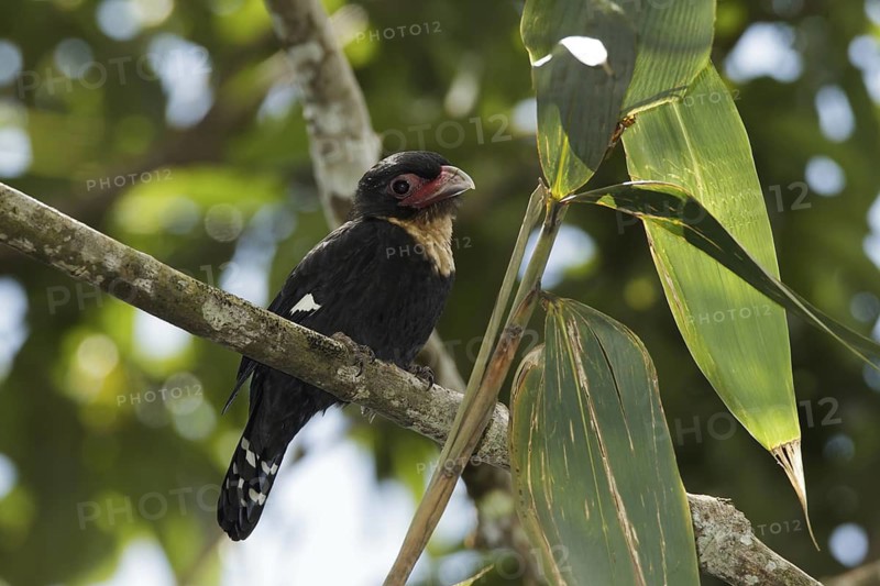 Dusky Broadbill (Corydon sumatranus), Fraser's Hill, Malaysia