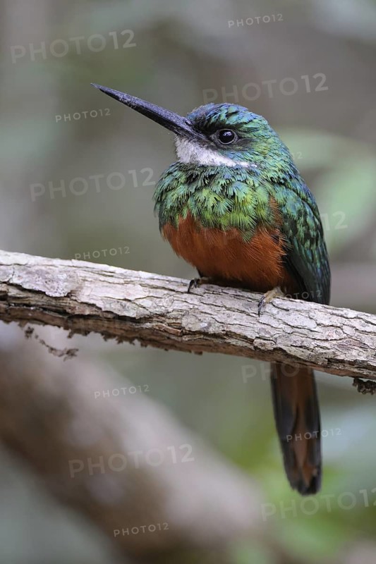 Rufous-tailed Jacamar (Galbula ruficauda) male, Pantanal, Brazil