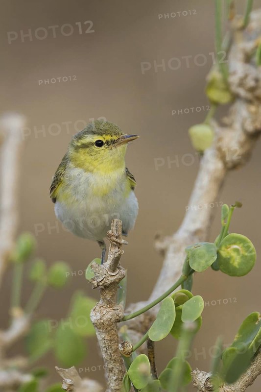 Wood Warbler (Phylloscopus sibilatrix), Oman