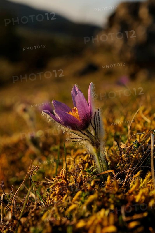 A purple Pasque flower (Pulsatilla vulgaris) in the evening light in a mountainous landscape, Upper Palatinate