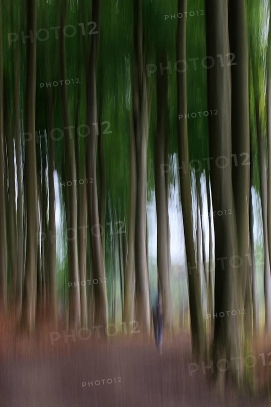 Forest walk, Mecklenburg-Western Pomerania, Germany