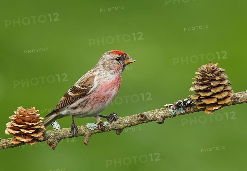 Carduelis flammea