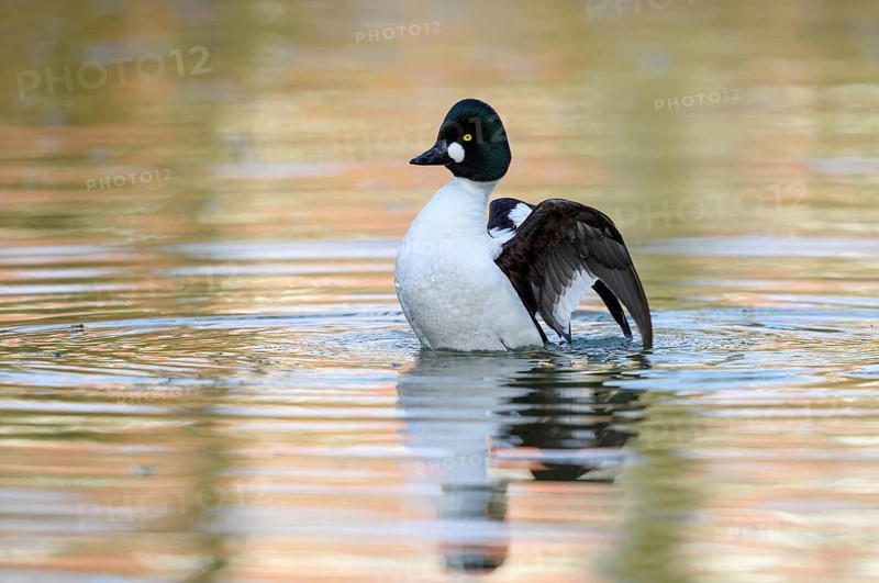 Common Goldeneye, (Bucephala clangula), swims in water, animals, birds, duck birds, ducks, waterfowl, Bavaria, Federal Republic of Germany