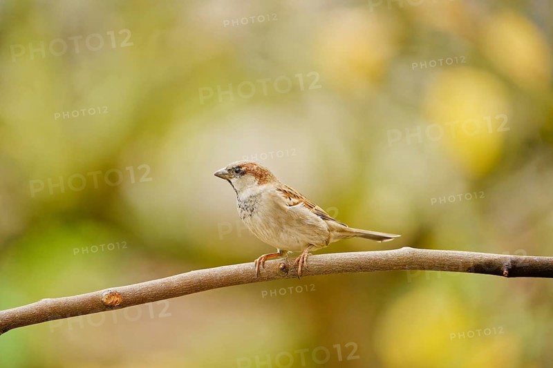 Male house sparrow (Passer domesticus) perched on a thin branch, natural autumn background with soft light and shallow depth of field, Germany