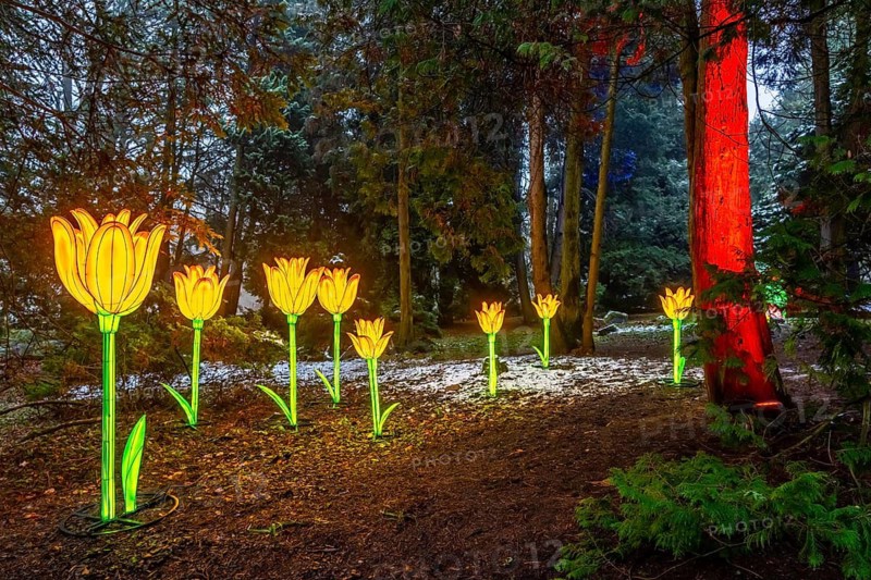 Park lights, events in winter, in the Grugapark in Essen, many different light installations, across the park, attract many thousands of visitors, North Rhine-Westphalia, Germany
