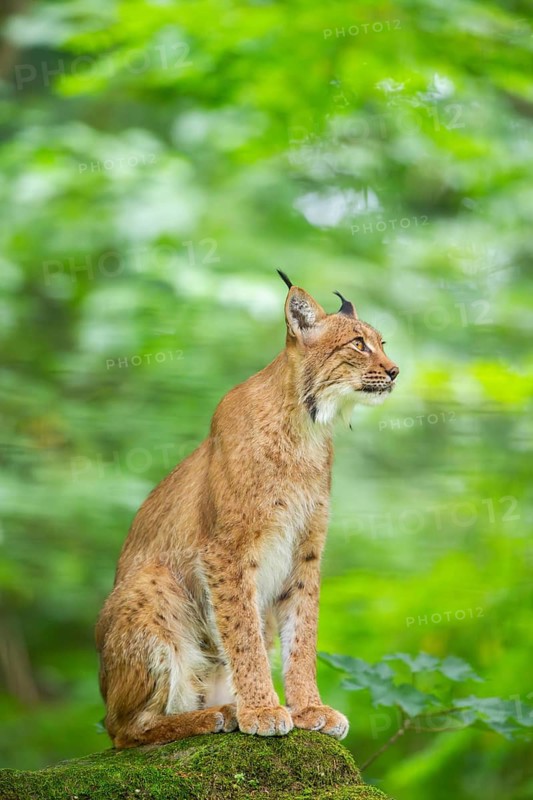 Eurasian lynx (Lynx lynx) sitting in a forest, Bavaria, Germany