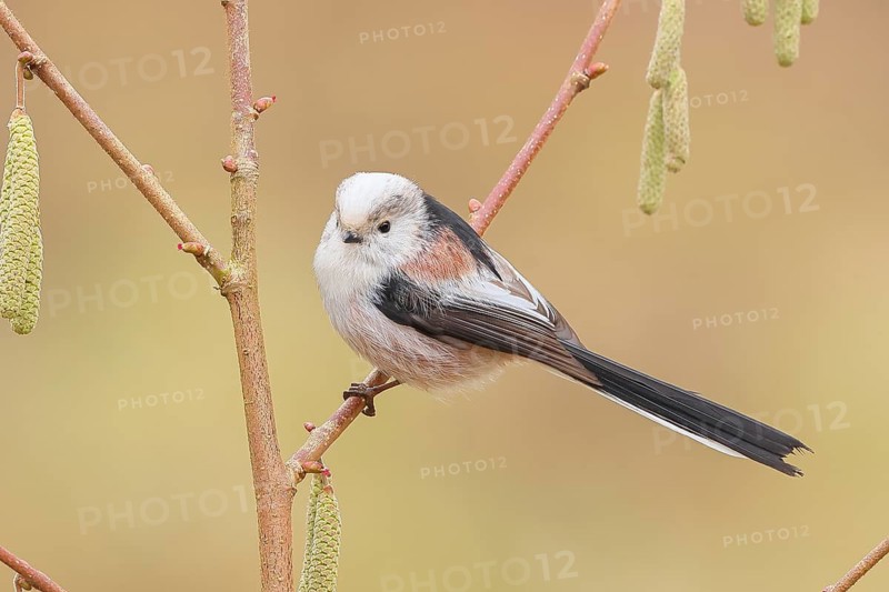 Long-tailed Tit (Aegithalos caudatus) sitting on the bush of a hazelnut (Corylus avellana), Wildlife, Animals, Birds, Tits, Siegerland, North Rhine-Westphalia, Germany