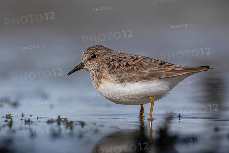 Temminck's Stint (Calidris temminckii) foraging, Schleswig-Holstein, Germany