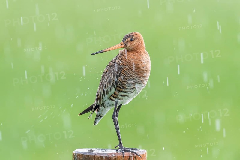 Black-tailed godwit (Limosa limosa) standing on a pole in the rain, drops form a picturesque backdrop, Dümmer nature park Park, Lower Saxony, Germany