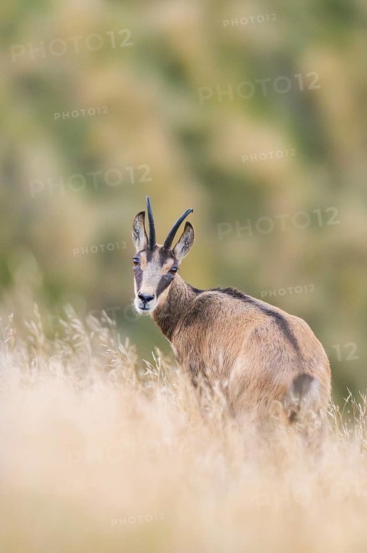 Chamois (Rupicapra rupicapra) on a meadow in the Vosges Mountains, wildlife, France