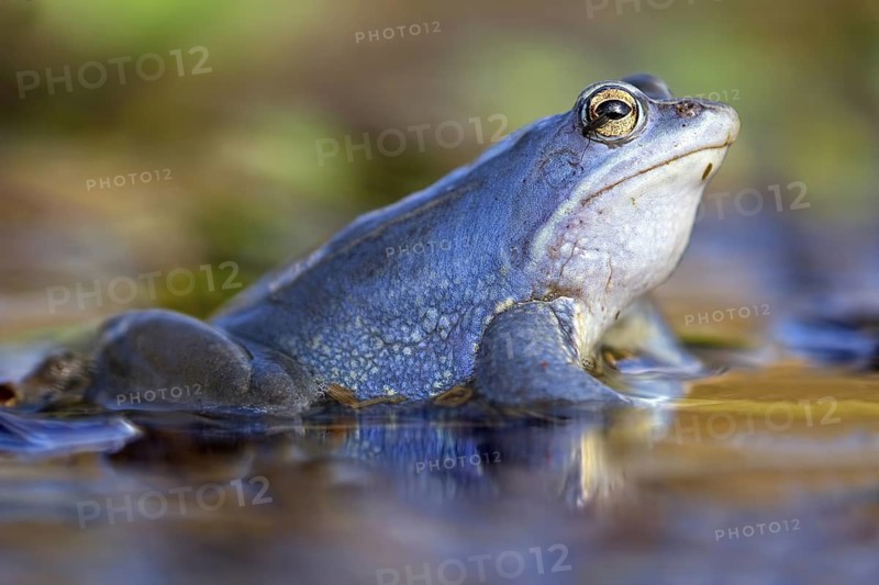 Moor Frog (Rana arvalis) male in spawning pond, Saxony-Anhalt, Germany