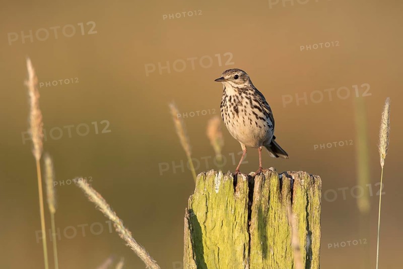 Meadow Pipit (Anthus pratensis) perched on pale, North Rhine-Westphalia, Germany