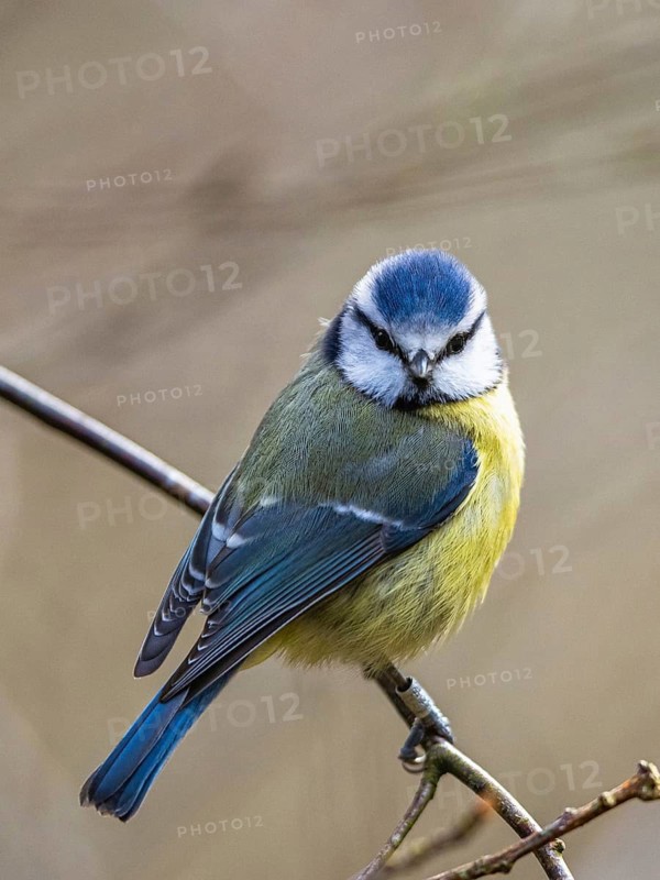 Blue Tit, Cyanistes Caeruleus, bird in forest