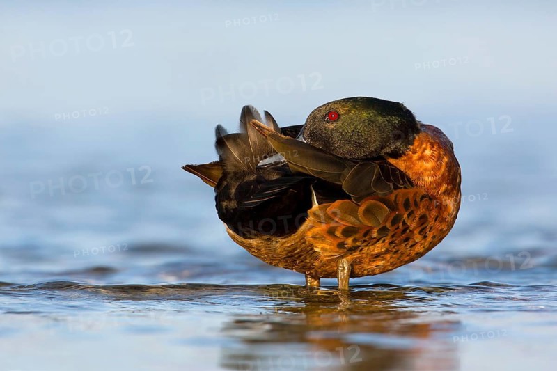 Chestnut Teal (Anas castanea) male preening, Victoria, Australia