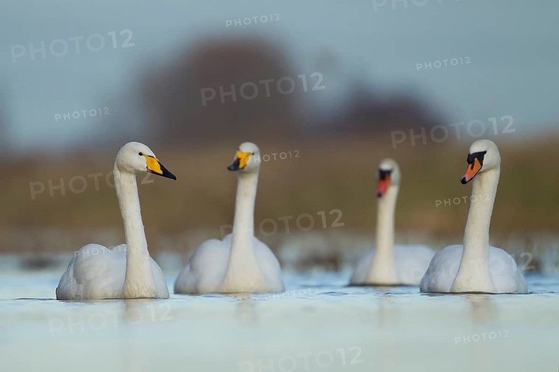 Mute swan (Cygnus olor) and Whooper swan (Cygnus cygnus) two adult swans birds on a river in winter, England, United Kingdom
