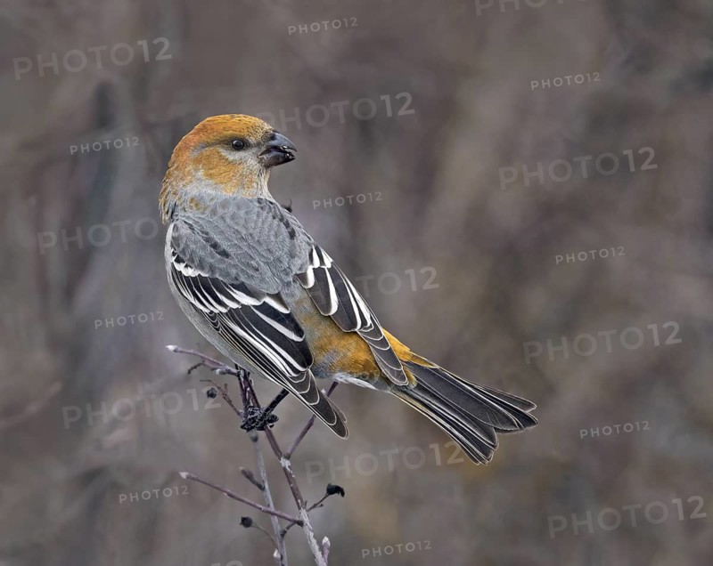 Pine Grosbeak (Pinicola enucleator) female, Saskatchewan, Canada