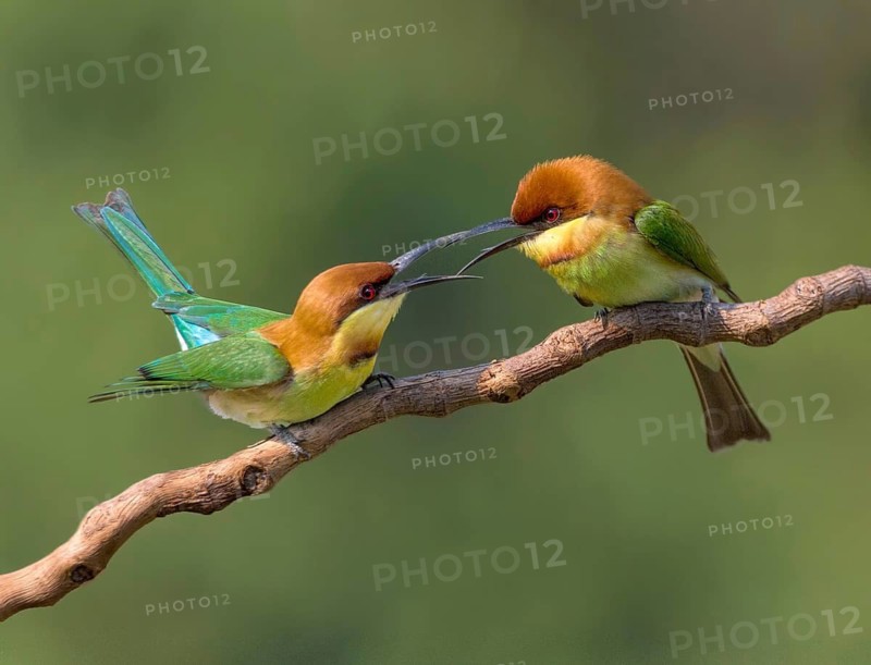 Chestnut-headed Bee-eater (Merops leschenaulti) disputing, perched on a branch, Penang, Malaysia