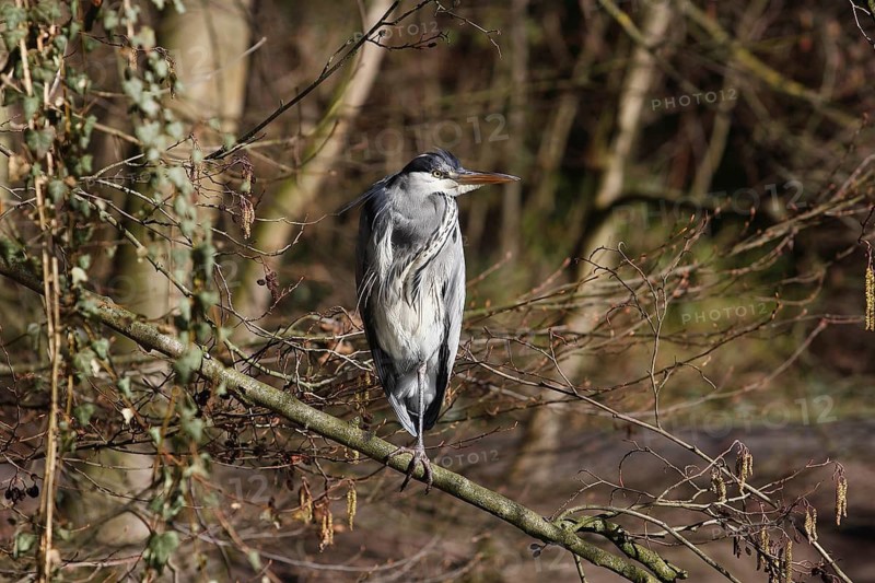 Grey heron (Ardea cinerea) standing on one leg on a branch, North Rhine-Westphalia, Germany