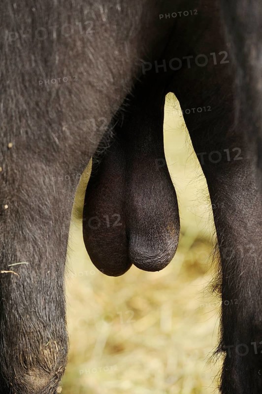 Close-up of the testicle of a buffalo with dark fur, water buffalo (Bubalus arnee), Bavaria