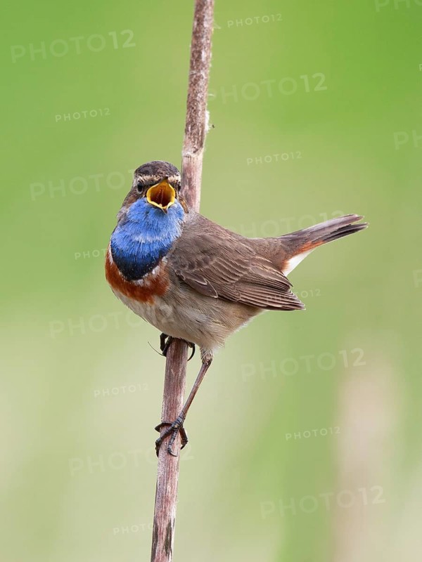 Bluethroat (Luscinia svecica cyanecula) male singing from cattail, Netherlands