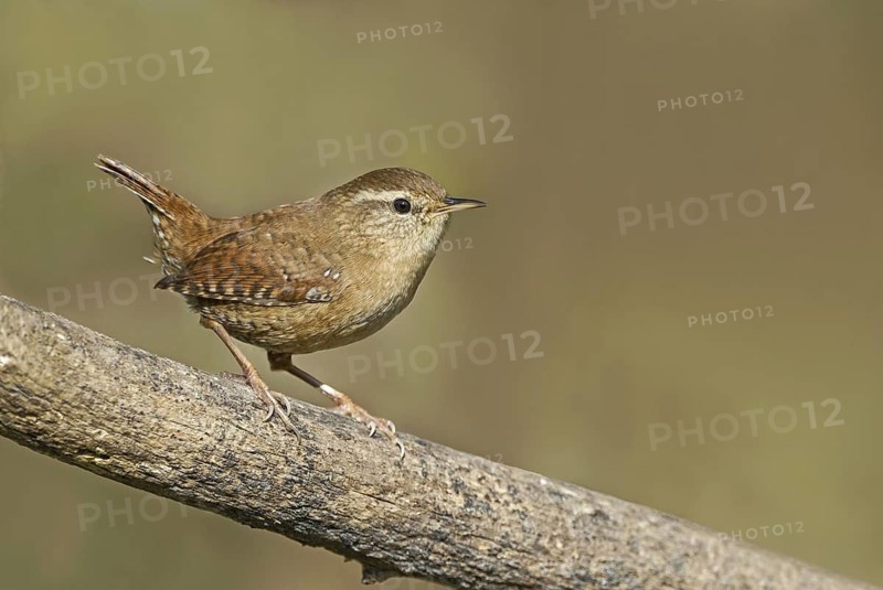 Eurasian Wren (Troglodytes troglodytes) perched on a branch, Aosta Valley, Italy