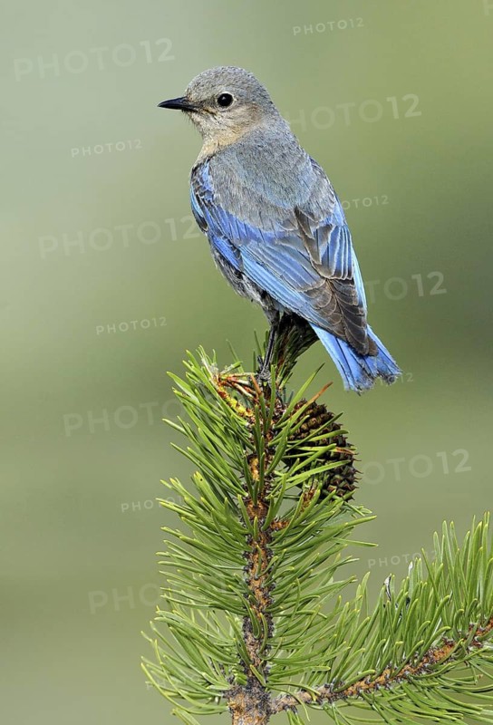 Mountain Bluebird (Sialia currucoides), Oregon, USA