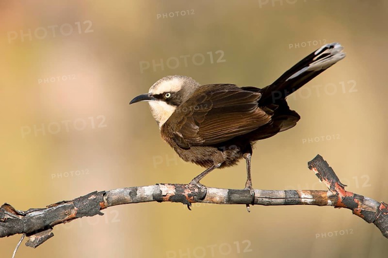 Grey-crowned Babbler (Pomatostomus temporalis rubeculus), Northern Territory, Australia
