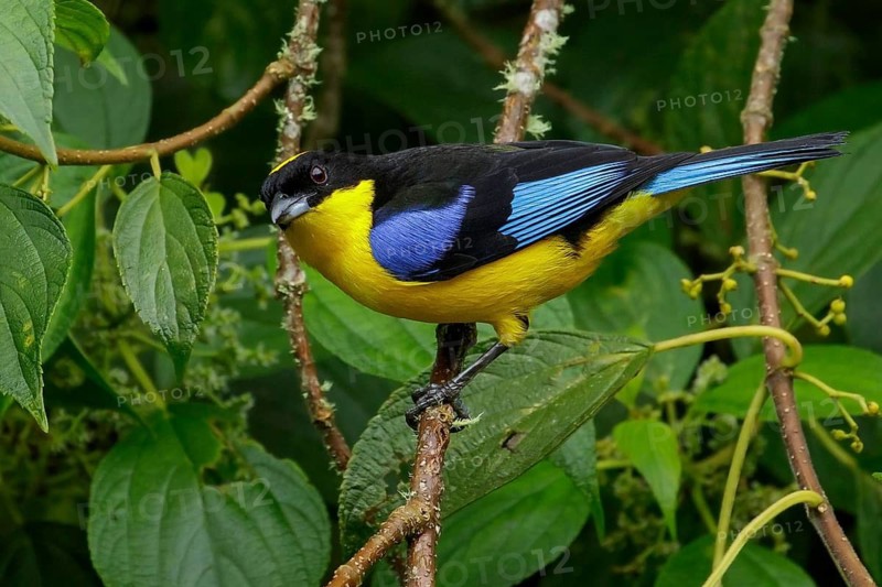 Blue-winged Mountain Tanager (Anisognathus somptuosus) perched on a branch in the Andes Mountains of Colombia