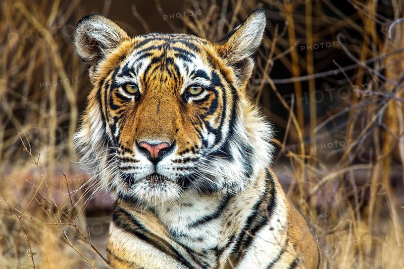 King tiger (Panthera tigris tigris), tigress Mutschili, female, Bengal tiger, portrait, wildlife, national park, Radjasthan, India