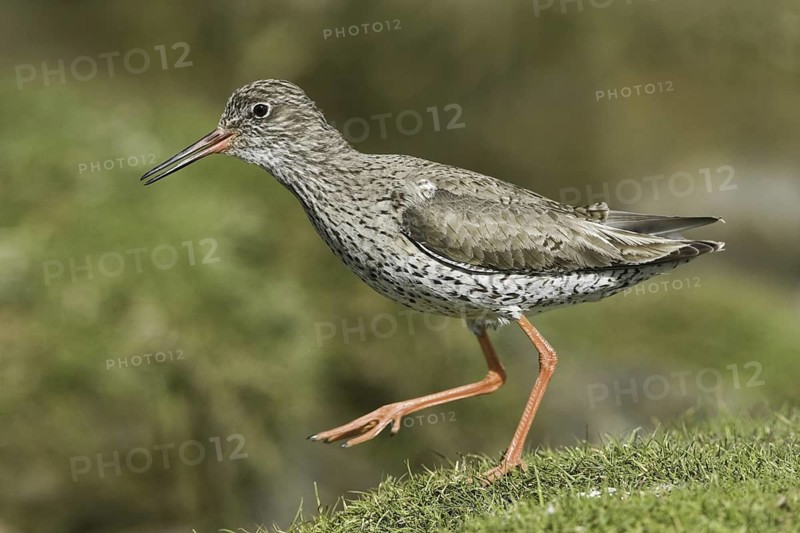 Common Redshank (Tringa totanus), Iceland