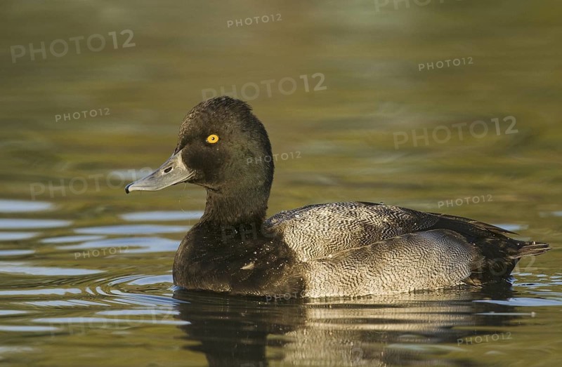 Lesser Scaup (Aythya affinis) male, Arizona, USA
