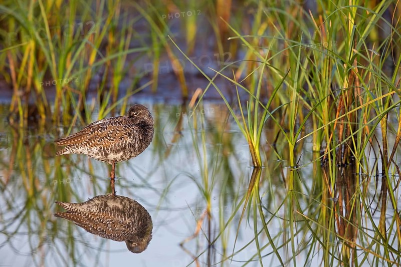 Dunkler Wasserläufer, Spotted Redshank, Tringa erythropus, Chevalier arlequin, Archibebe Oscuro