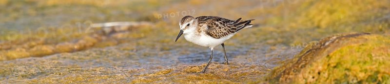 Little Stint, (Calidris minuta), foraging in the Qurayyat biotope, Al Muwalah, Mu?afaz¸at Masqat, Oman